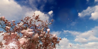 玉兰花盛开的树与花瓣飞在美丽的时间流逝的日出，4K