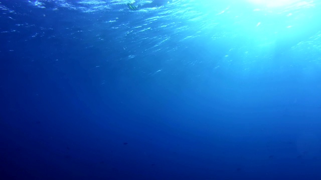 水下生活。蓝色的深