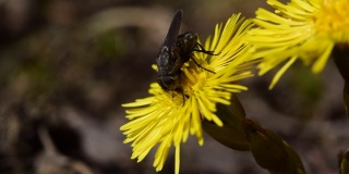 飞虫收集花蜜、花粉的第一春来自母花和后母花，自然背景