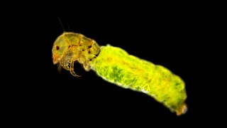毛翅目幼虫的显微镜观察视频素材模板下载