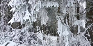雪域森林景观位于德国霍绍尔山脉的温特堡，白杨树和美丽的度假地点