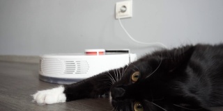 家猫在层压地板上玩智能吸尘器