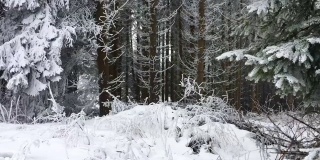 德国绍尔兰温特堡山区的森林雪景，广受欢迎的美丽旅游目的地