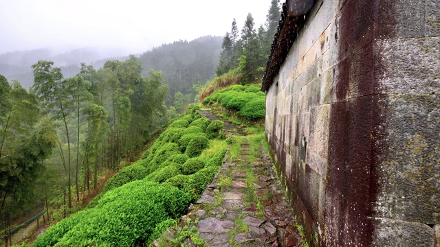 雨中婺源山的茶园，美丽的中国茶山景观，4k电影，慢镜头。