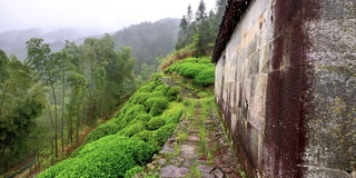 雨中婺源山的茶园，美丽的中国茶山景观，4k电影，慢镜头。