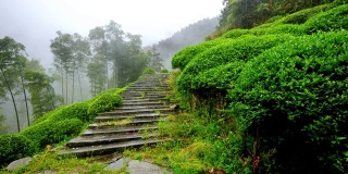 雨中婺源山的茶园，美丽的中国茶山景观，4k电影，慢镜头。