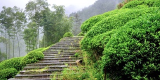 雨中婺源山的茶园，美丽的中国茶山景观，4k电影，慢镜头。