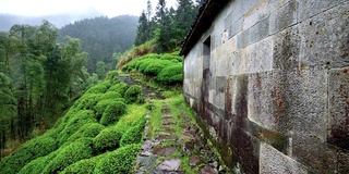 雨中婺源山的茶园，美丽的中国茶山景观，4k电影，慢镜头。