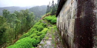 在雨天的婺源山上的茶园，美丽的中国茶山风景和徒步小径，超级慢动作。