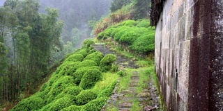 雨中婺源山的茶园，美丽的中国茶山景观，4k电影，慢镜头。