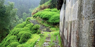 雨中婺源山的茶园，美丽的中国茶山景观，4k电影，慢镜头。