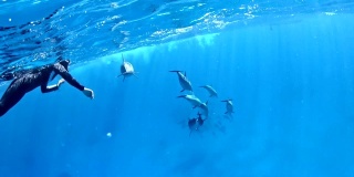 与海豚潜水。水下风景