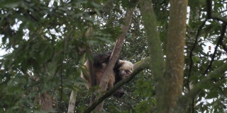 一只可爱的小熊猫在树上休息