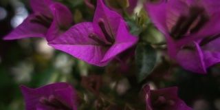 这是春天在花园里盛开的一些美丽的紫色花朵的摄影。