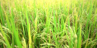 水稻在增长