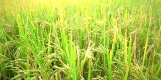 水稻在增长