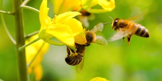 蜜蜂在花上的慢镜头