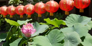 在阳光明媚的日子里，红色的纸灯笼挂在寺庙的院子里。传统的中国新年装饰。粉红色荷花和绿叶象征佛教。