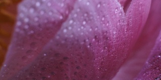近距离微距拍摄的粉红牡丹盛开的花瓣与水滴。
