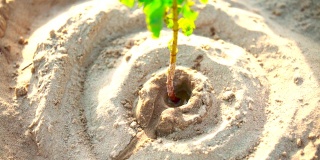 植树节在沙里。近距离