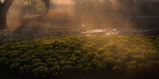 清新、色彩斑斓的荷花郁金香花园，清晨或傍晚喷洒灵气或阳光水喷雾。有选择性的重点。温暖的基调风格