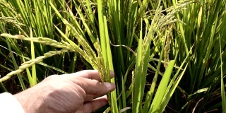 农民用手耕种稻田。软焦点