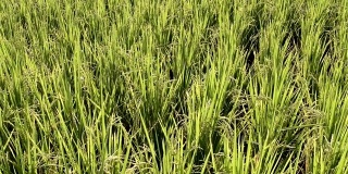 农民用手耕种稻田。软焦点