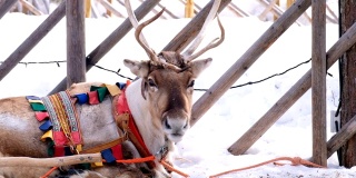 4K慢镜头:近距离拍摄驯鹿的脸正在呼吸。驯鹿雪橇被绑在雪里。罗凡尼米,芬兰