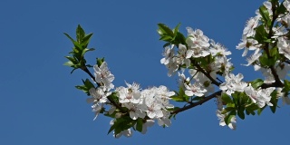 近距离看白色樱花在晴朗的蓝天
