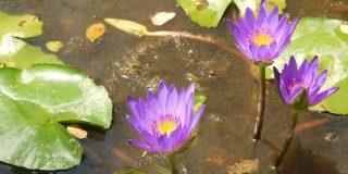 池塘里漂浮着睡莲。从绿色的叶子和粉红色的睡莲花漂浮在宁静的水。在阳光明媚的日子里，象征着佛教