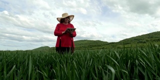 现代农妇在绿色的麦田里行走，使用数字平板电脑。创新农业。在户外工作的女性领导者。