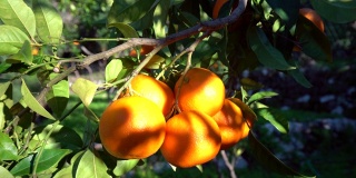 阳光下的橘子树