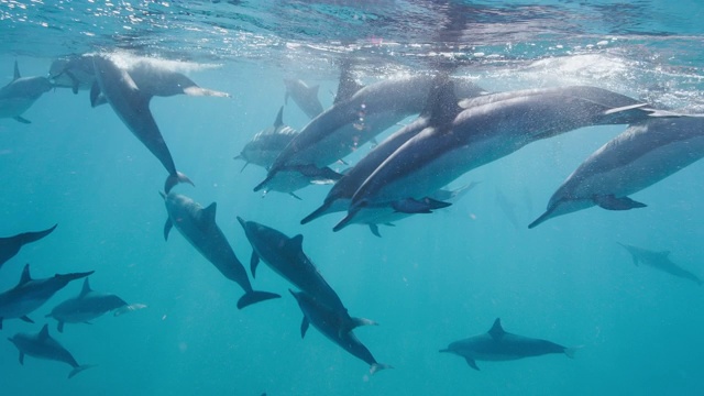 一群海豚一起在蓝色的海洋里游泳