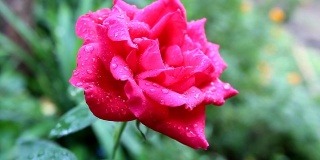 带露珠的粉红色玫瑰花