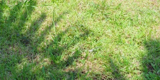 棕榈树和棕榈叶的影子被自然的风吹在绿色的草坪上。b - roll 4 k镜头