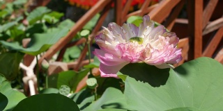 池塘里粉红色的荷花和绿色的叶子。美丽的部分白色莲花作为佛教的象征漂浮在池塘的水在阳光灿烂的日子。佛教的宗教。花的背景。