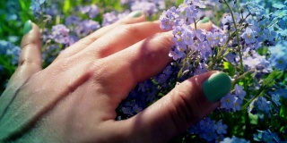 女人的手触摸美丽的蓝色勿忘我花的特写。通过皮肤感受美好的世界。触觉