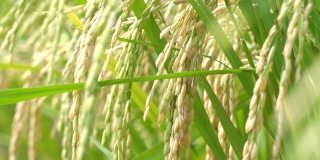 水稻上的SLOMO穗。