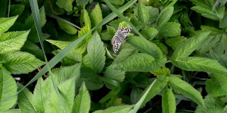 小蝴蝶在绿叶上普通的鱼腥草，背景