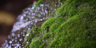雨后水滴在岩石上的青苔上，大自然的背景概念