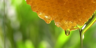 (慢镜头)蜂蜜从蜂巢流出，复制空间