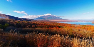 美丽的富士山与枫树在秋天的日本