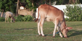 一头脖子上拴着绳子的漂亮的红小牛正在草地上吃草。