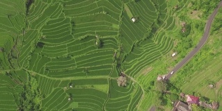 绿色稻田空中景观。无人机在印度尼西亚巴厘岛的梯田上种植水稻。农业和粮食工业。农业和农业概念