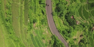 汽车行驶在亚细亚村的绿油油的稻田里。无人机拍摄印度尼西亚巴厘岛种植的水稻种植园和汽车道路。农业和粮食工业。农业和农业概念