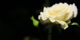 一朵非常美丽的白玫瑰。