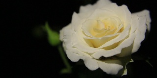 一朵非常美丽的白玫瑰。