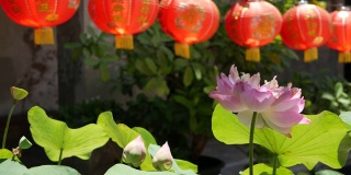 在阳光明媚的日子里，红色的纸灯笼挂在寺庙的院子里。传统的中国新年装饰。粉红色荷花和绿叶象征佛教。