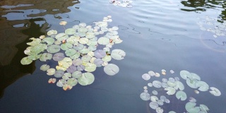 湖景与花瓣
