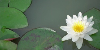 Beautiful white water lily in the pond.